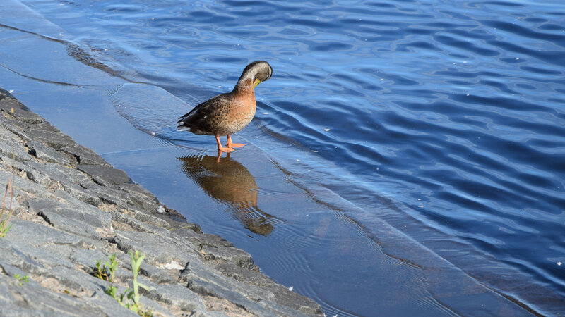 Duck at Water's Edge