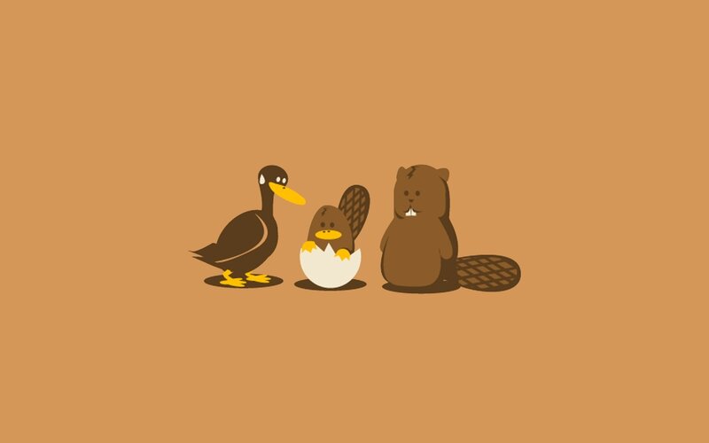 duck beaver platypus