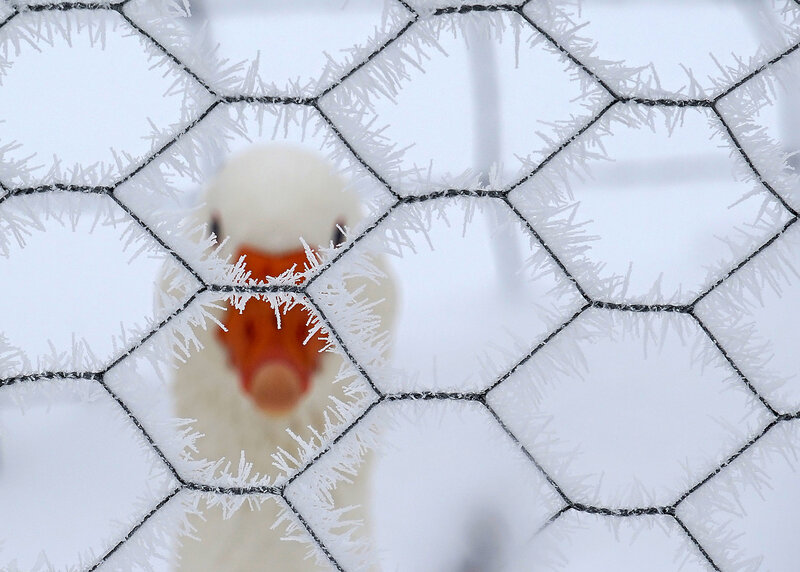 Duck Behind Wire Fence
