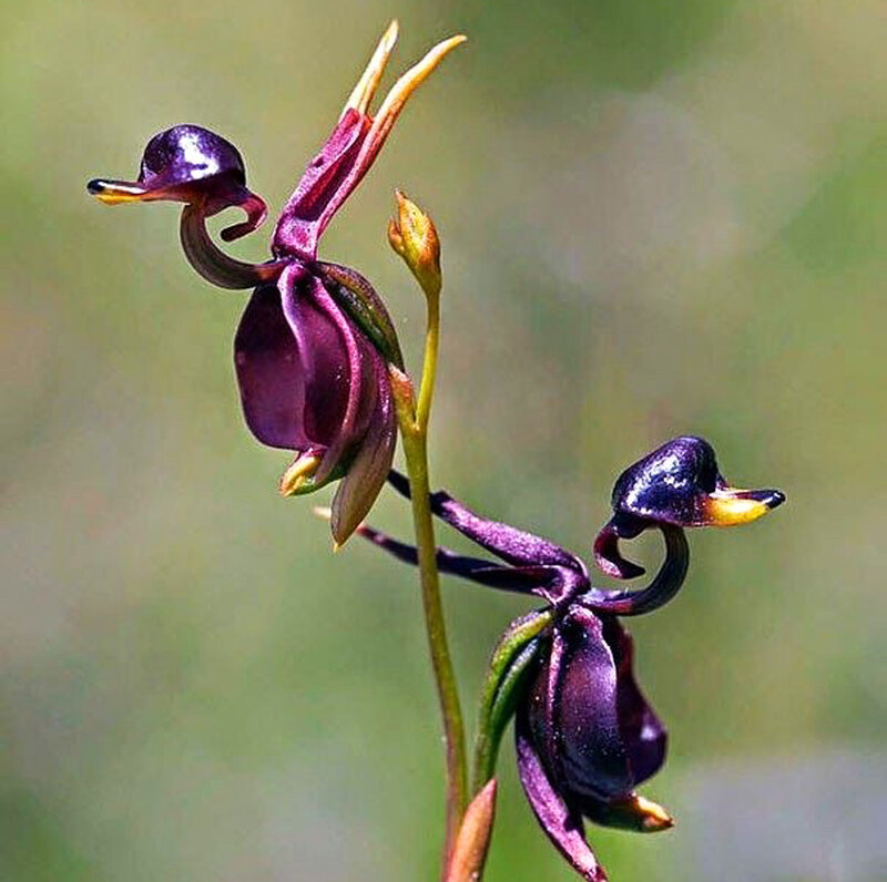 Duck-billed Orchid Flowers