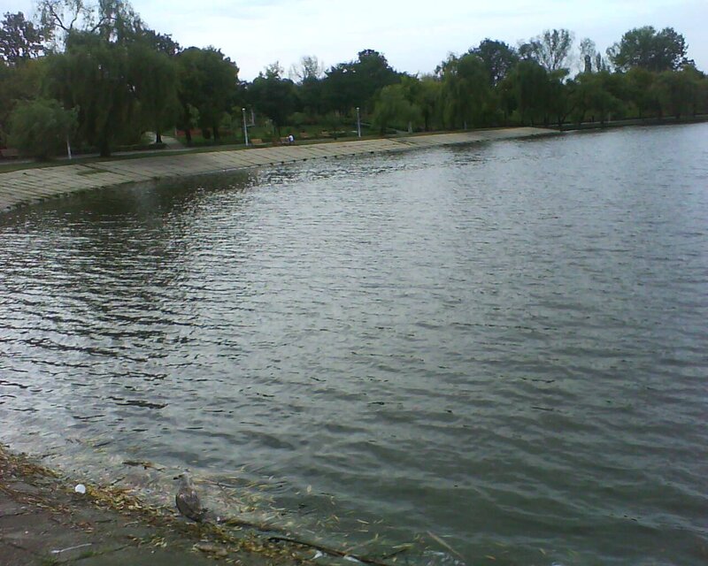 Duck by Lake Shore