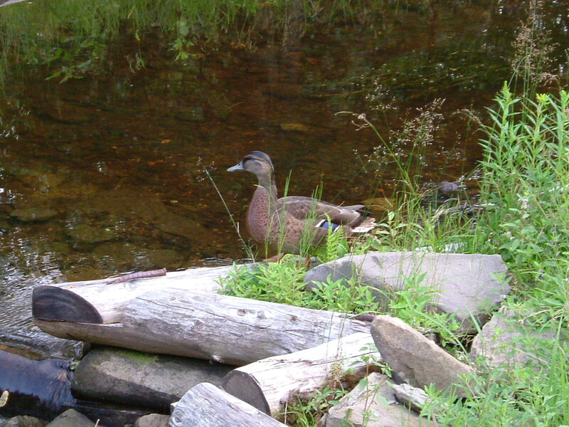 Duck by the stream