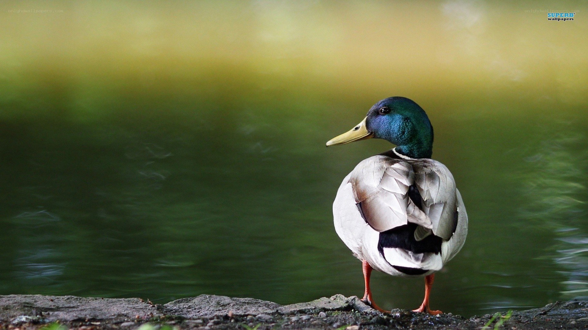 duck by the water
