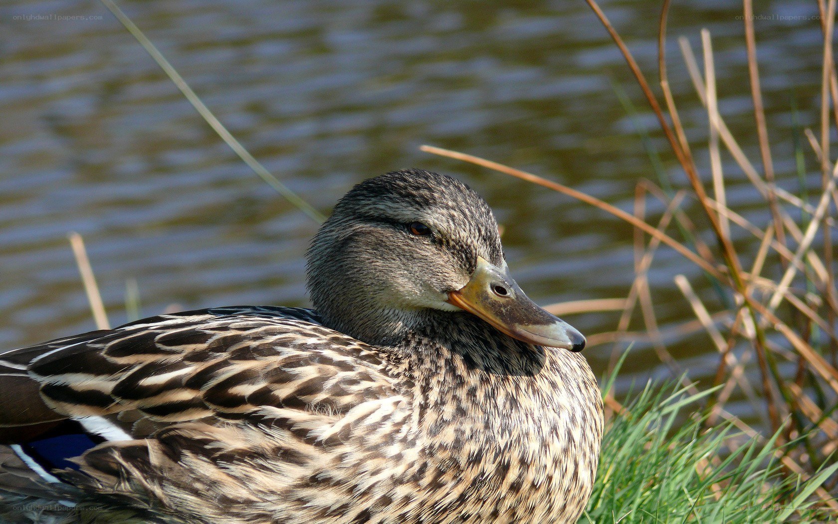 duck by the water