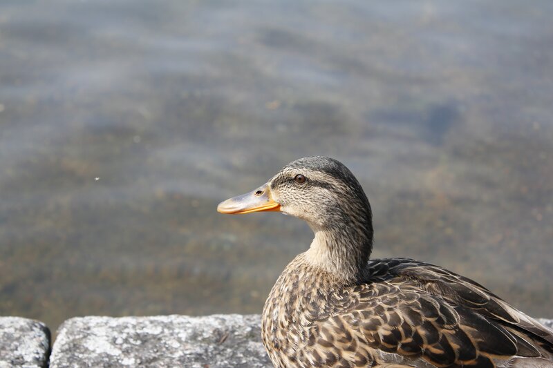 duck by the water