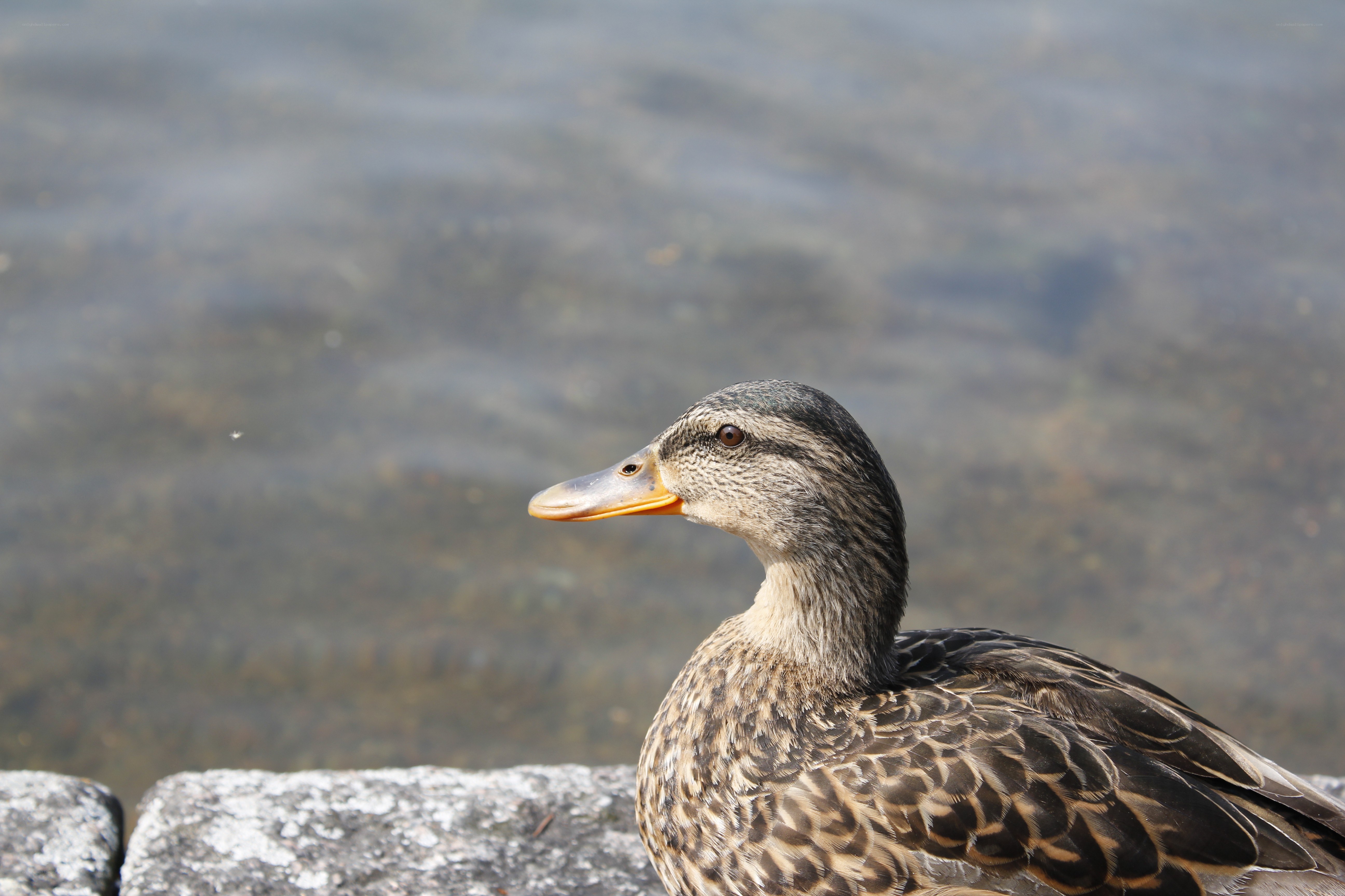 duck by the water