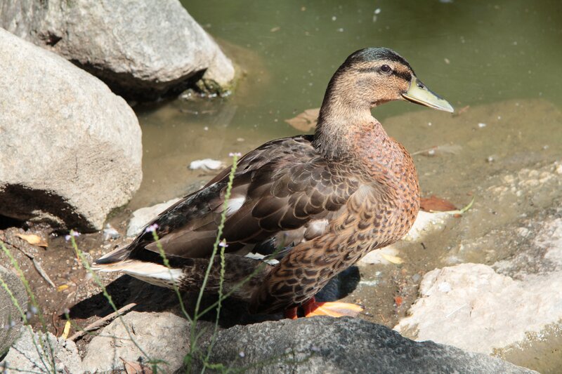 duck by the water's edge