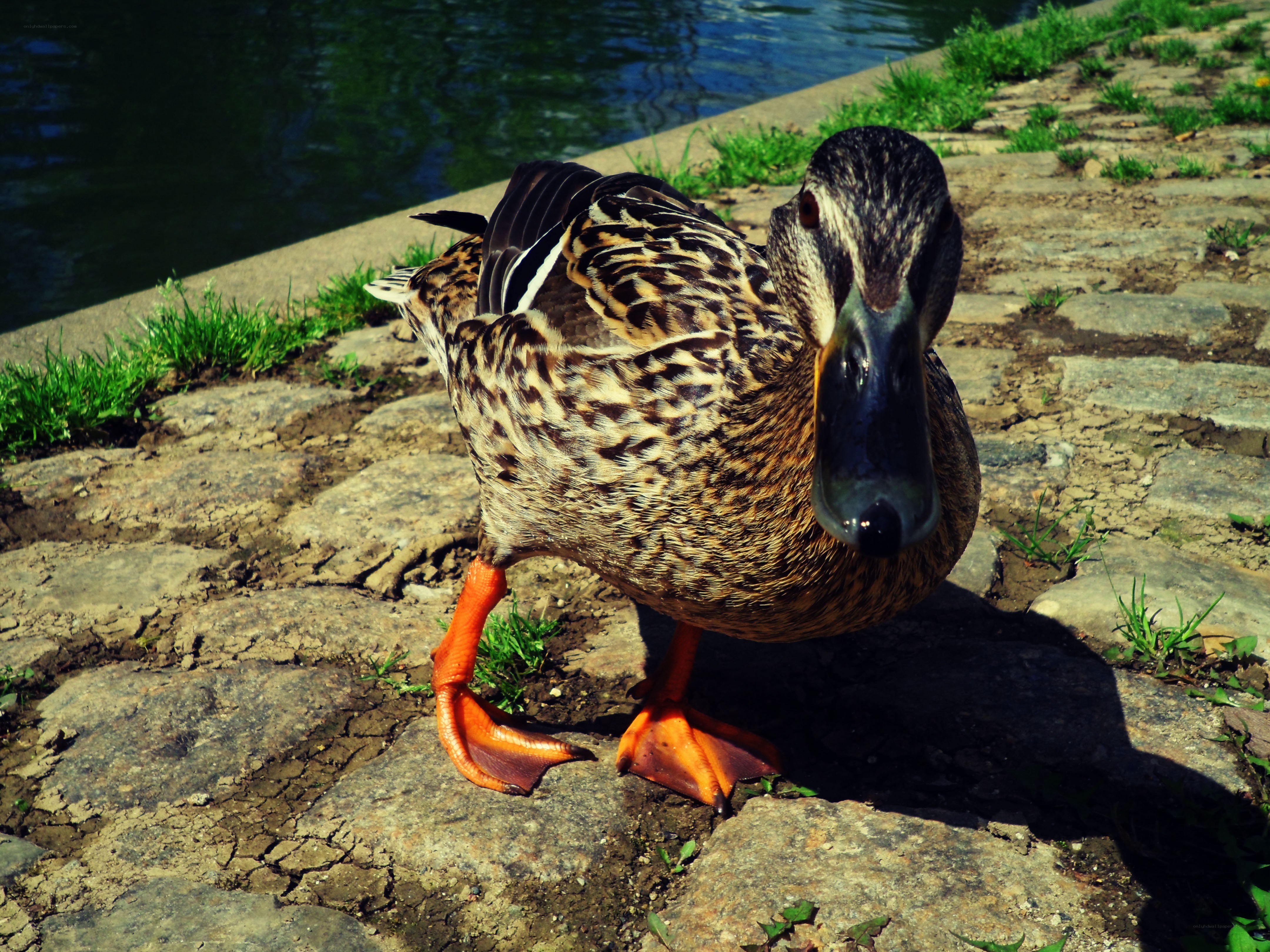 duck by the water
