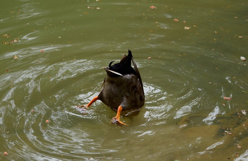 duck diving in pond
