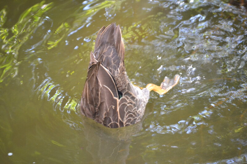 Duck Diving in Water — Brown