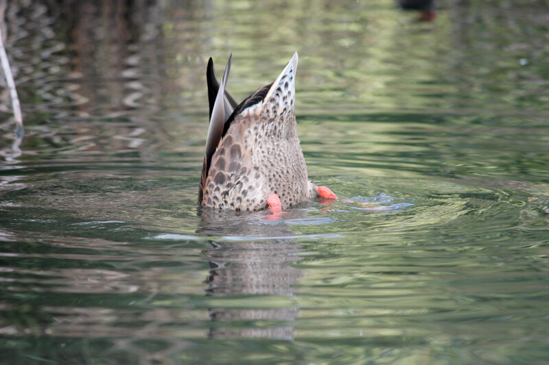 Duck Diving in Water — Green