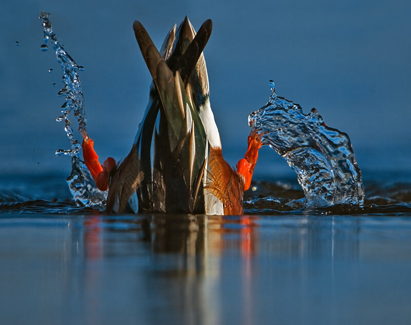 Duck Diving in Water