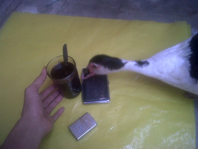 Duck Drinking from Cup
