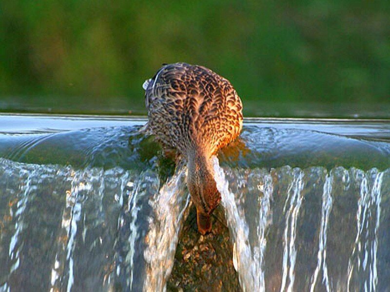 duck drinking from waterfall