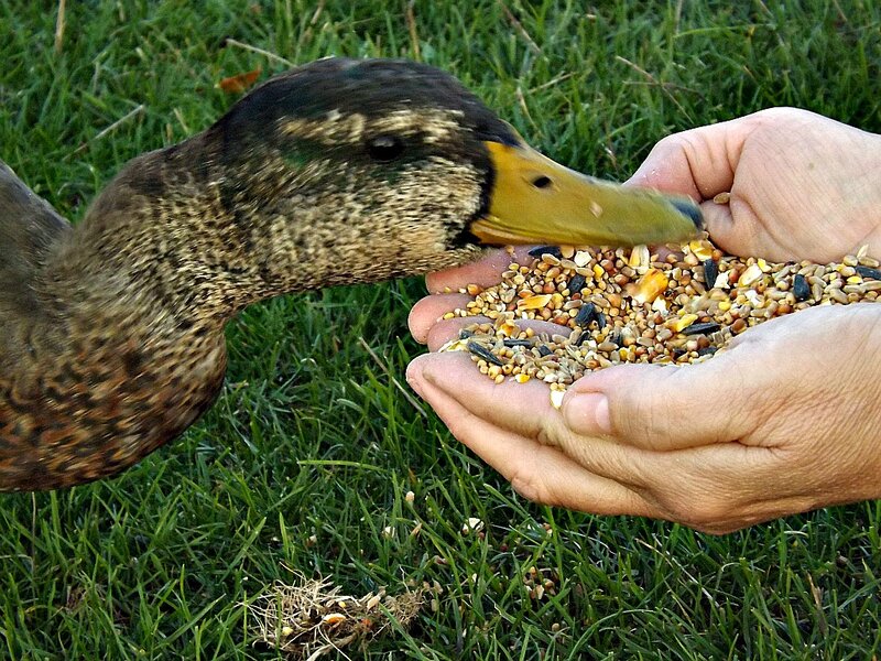 Duck Eating from Hand