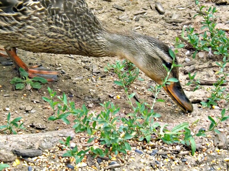 Duck Eating on Ground