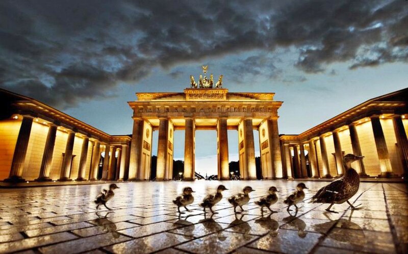 Duck family at Brandenburg Gate