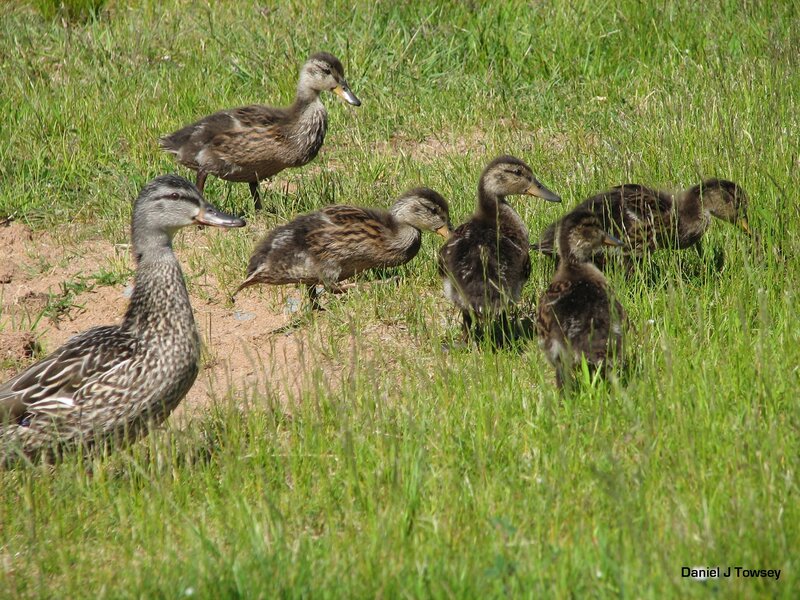 Duck family in grass