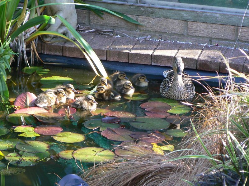 Duck family in pond