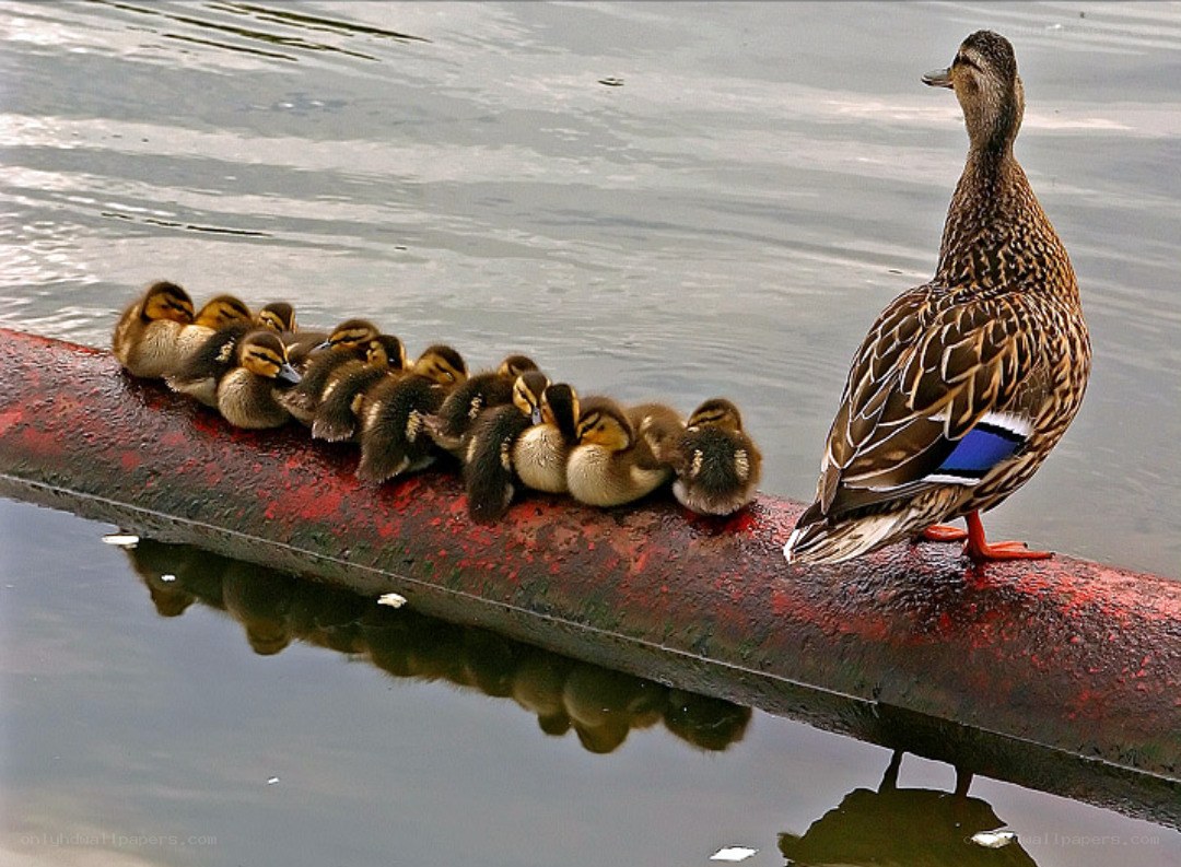 Duck family on a pipe
