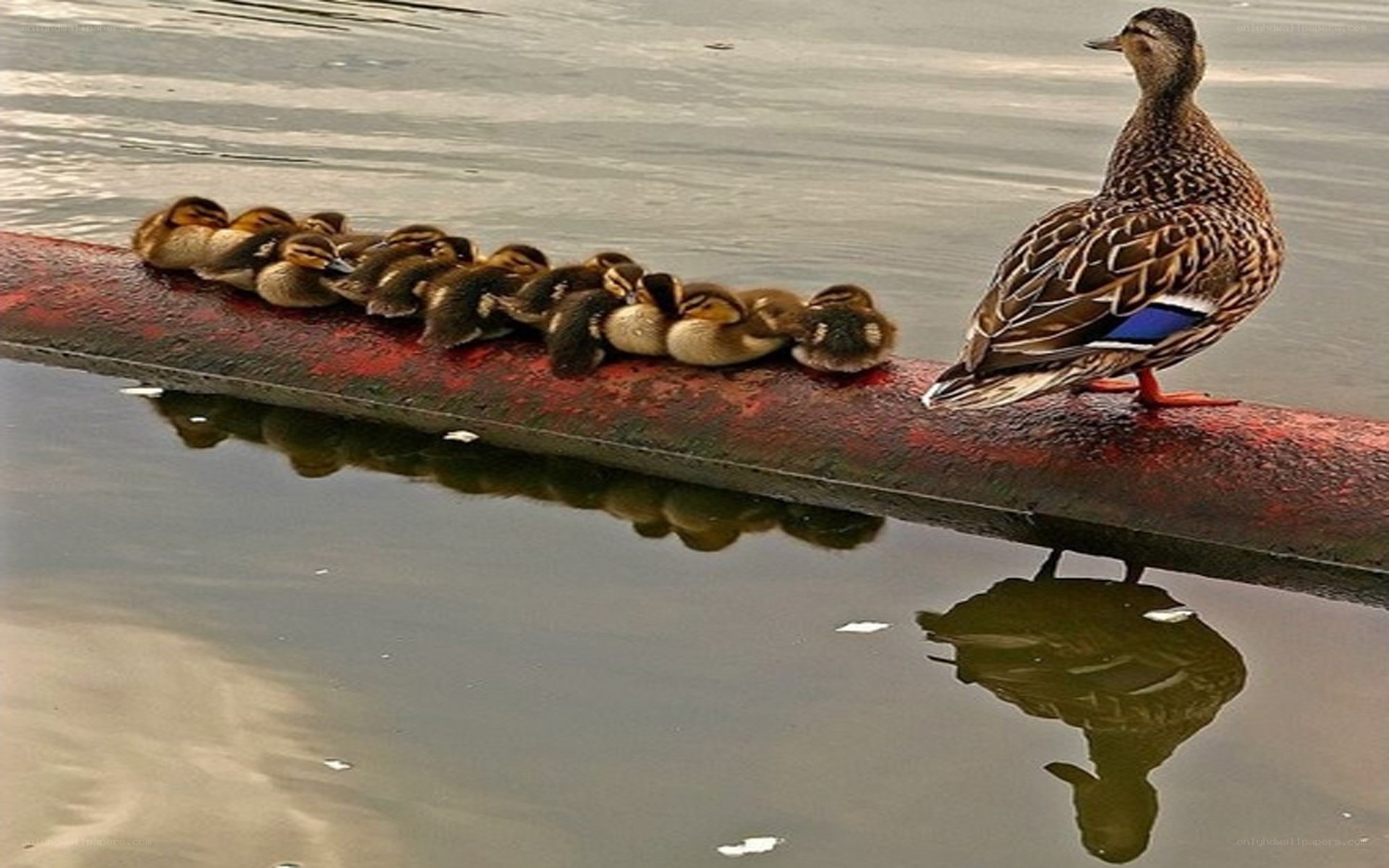 Duck family on a pipe