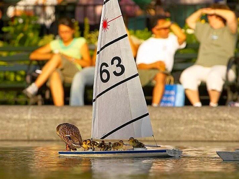 Duck family on a toy sailboat