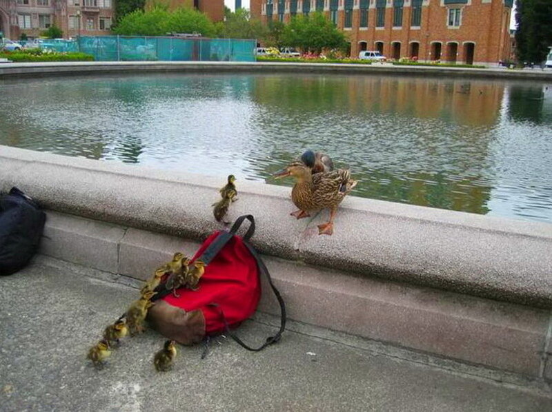 Duck Family on Ledge
