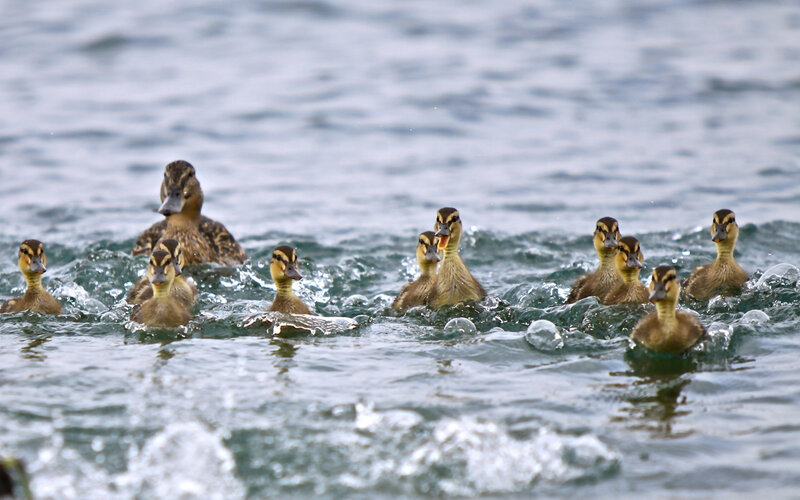 Duck Family Swimming — Brown