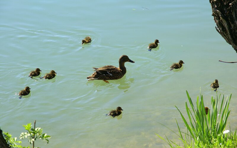 Duck family swimming in pond