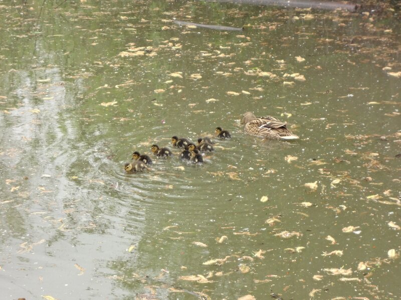 Duck family swimming in pond
