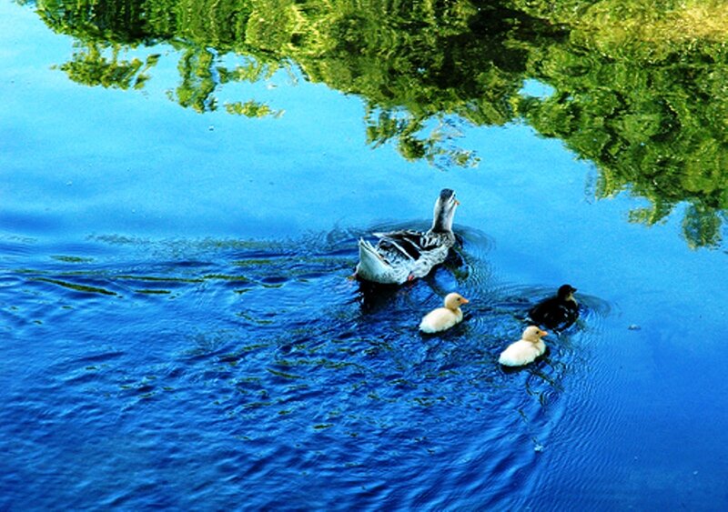 Duck family swimming in pond