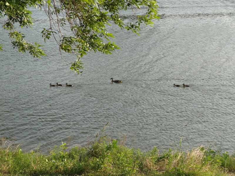 Duck Family Swimming