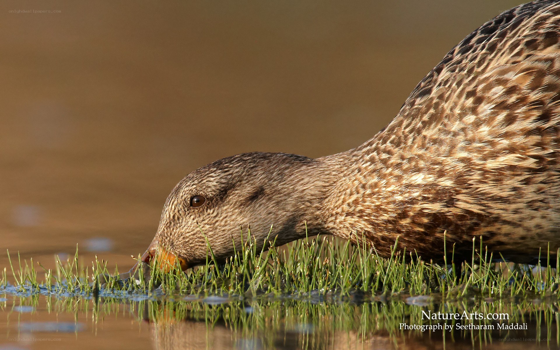 Duck feeding in shallow water