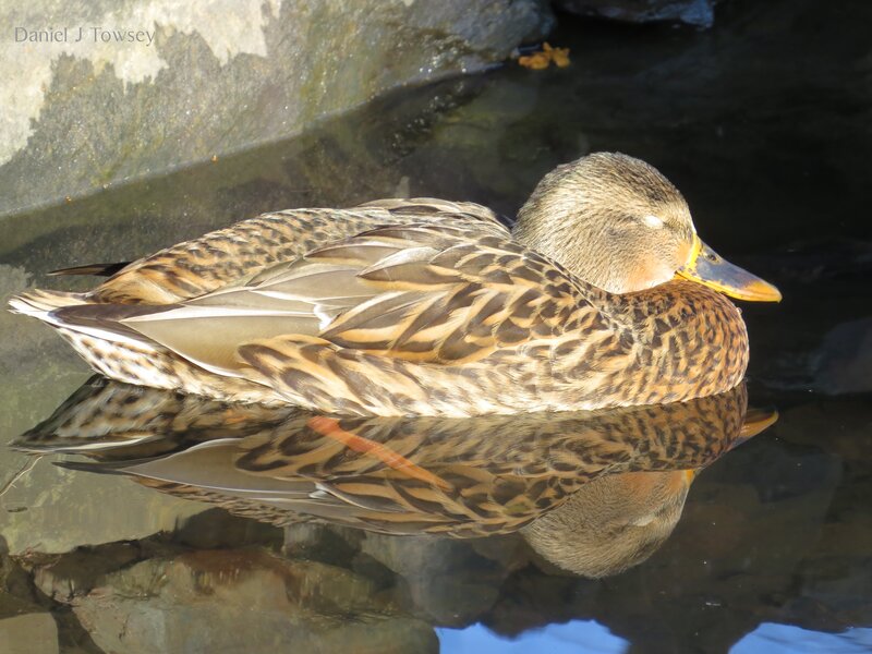Duck Floating in Water