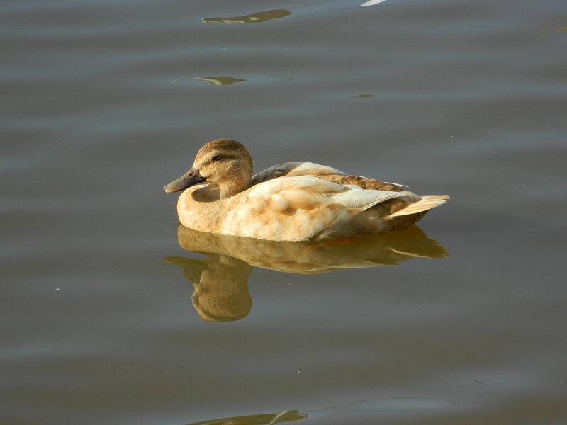 Duck Floating on Water — Brown