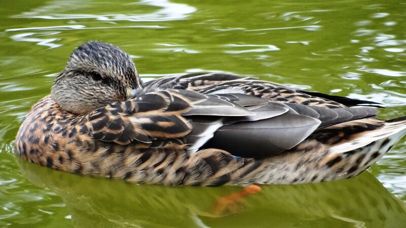 Duck Floating on Water — Green