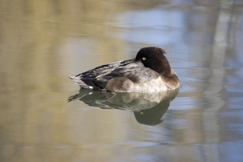Duck Floating on Water