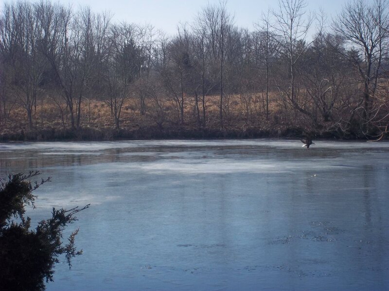 Duck Flying over Ice