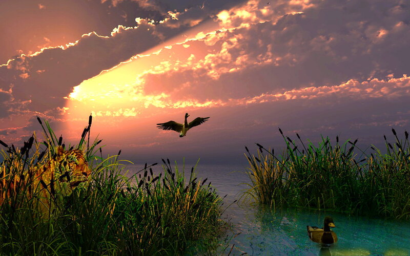 Duck Flying over Pond — Orange