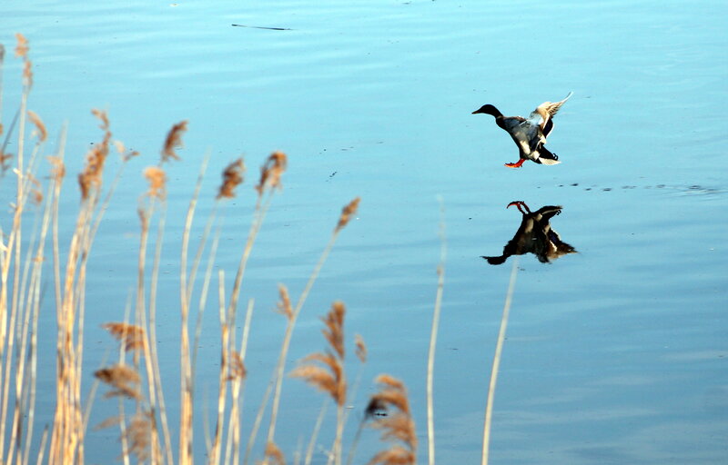 Duck Flying over Water — Blue, Serene