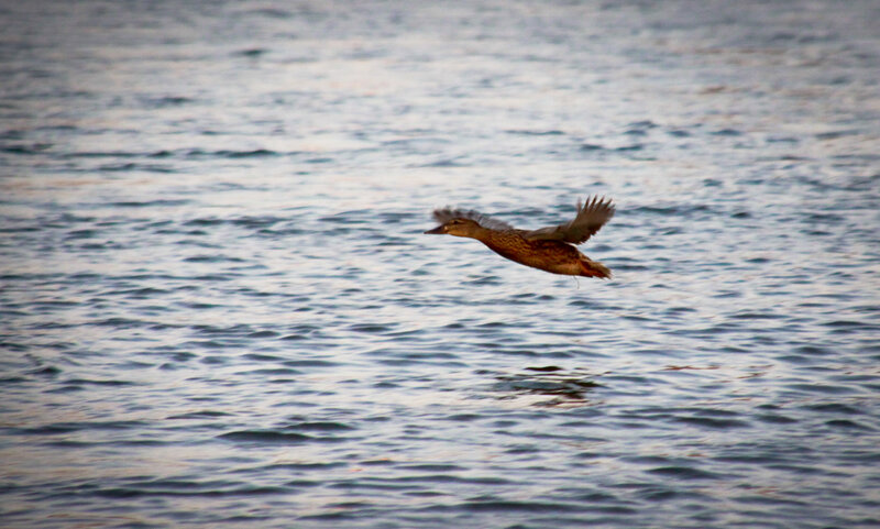 Duck Flying over Water — Blue