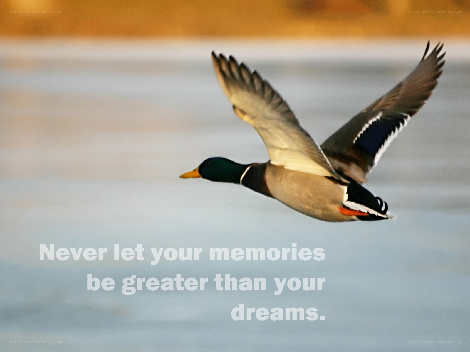 duck flying over water