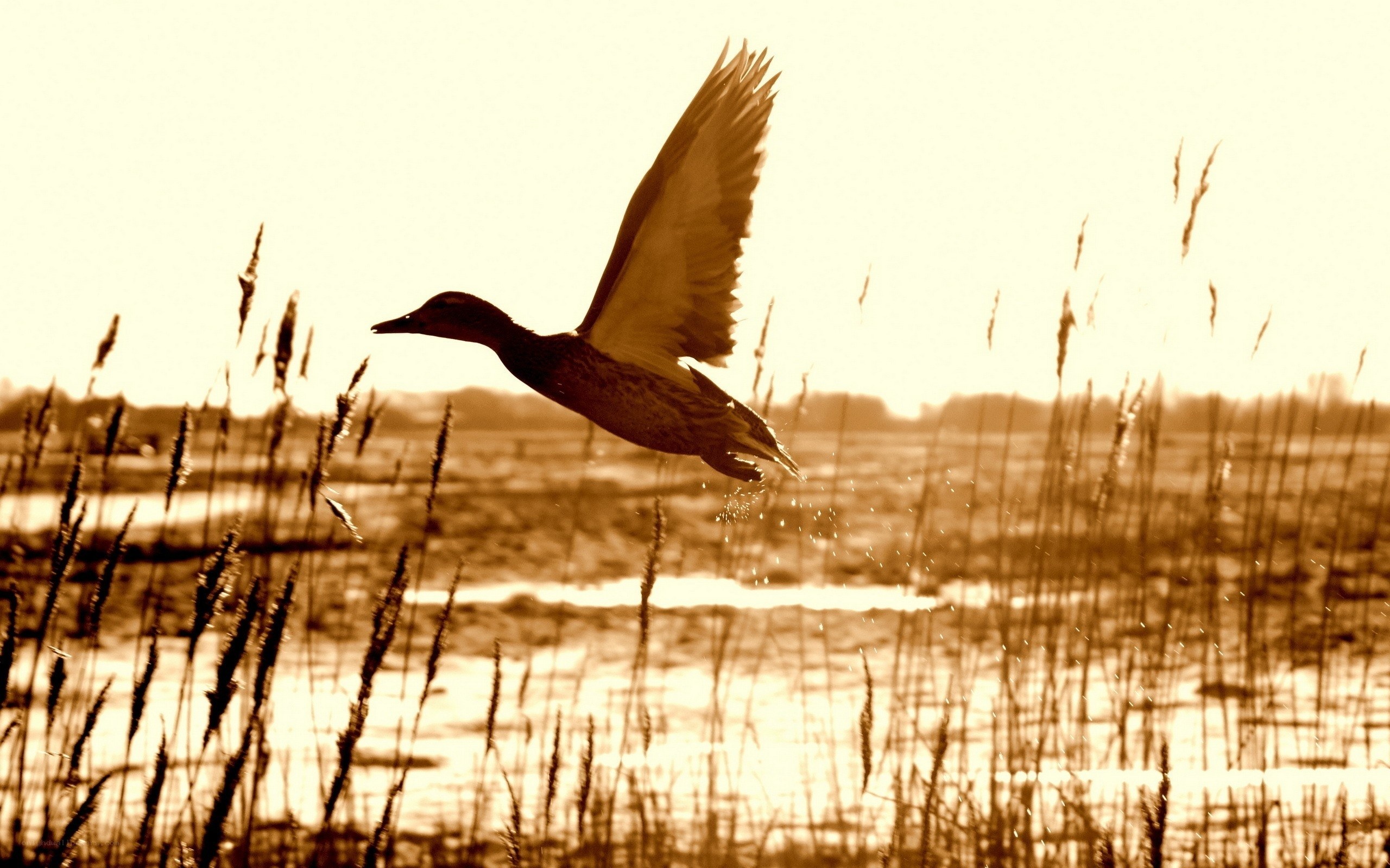 duck flying over wetland