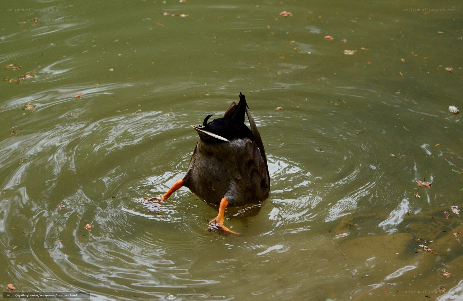 duck foraging in pond