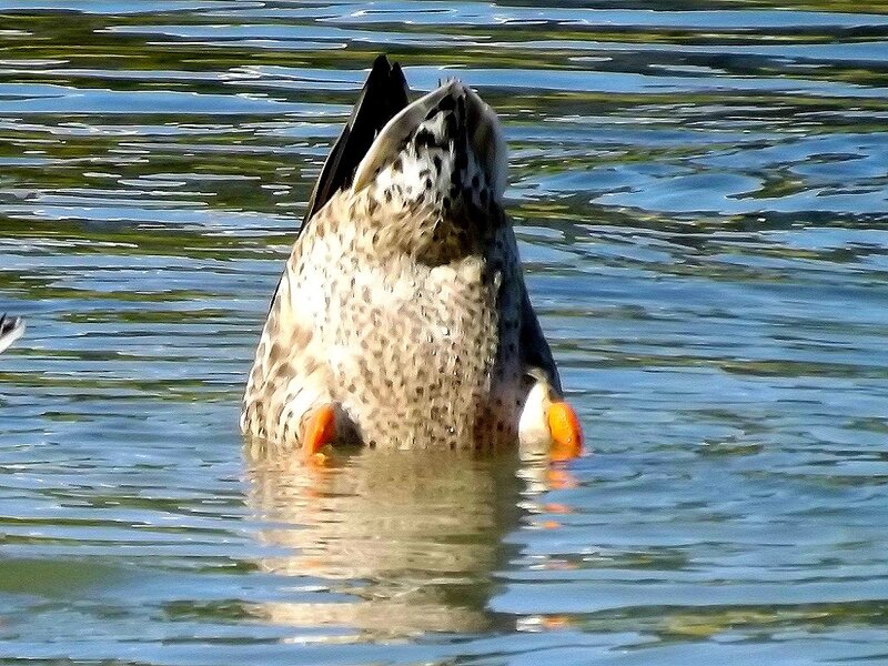 Duck Foraging in Water — Blue