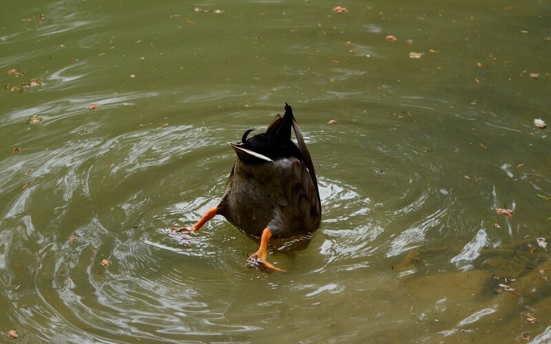 duck foraging in water