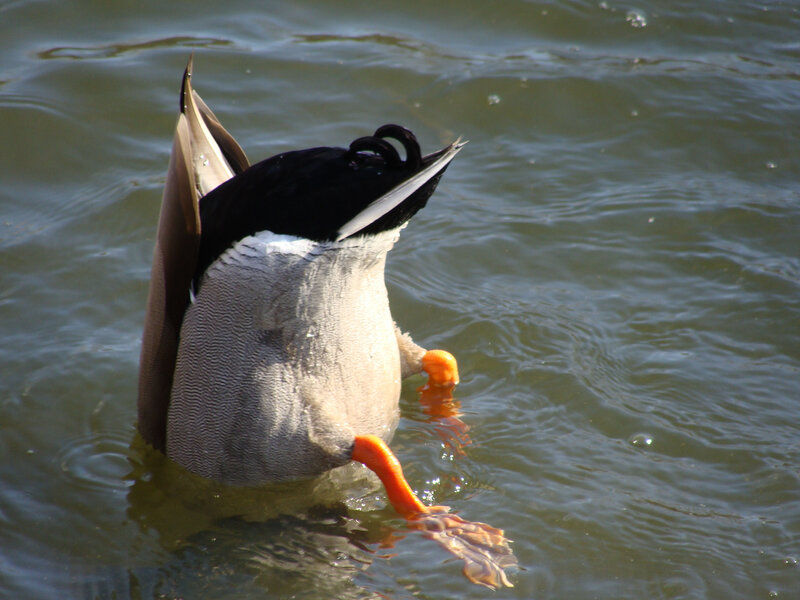 Duck foraging underwater