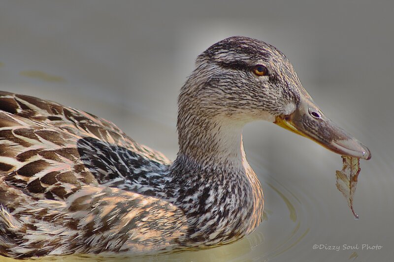 Duck Holding Leaf