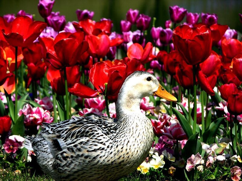 Duck in a flower garden
