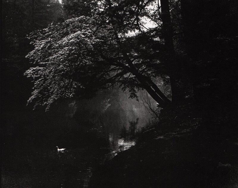 Duck in a forest stream